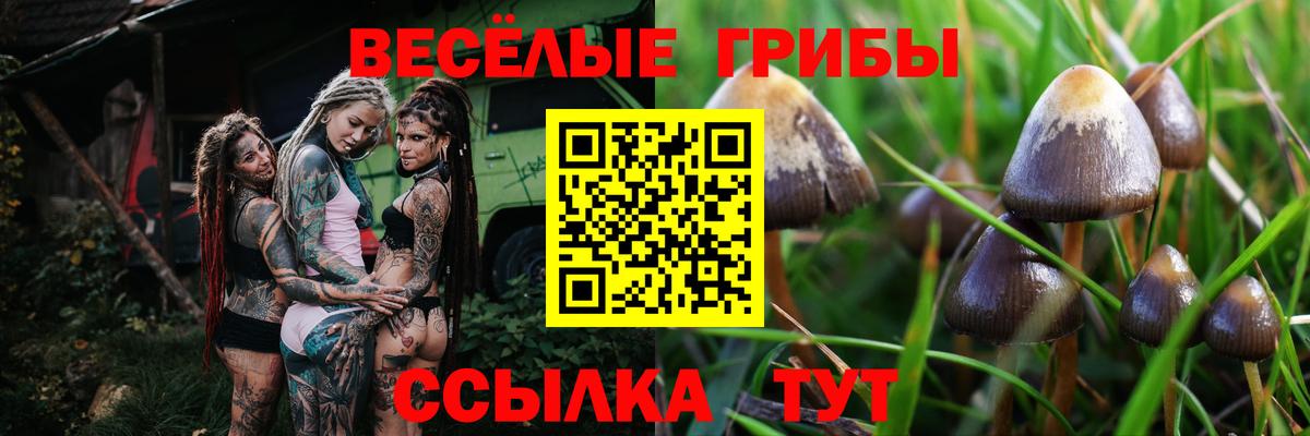 Псилоцибиновые грибы Psilocybine cubensis Муром